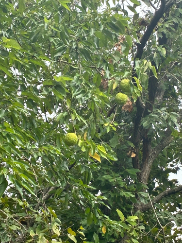 Osage-orange