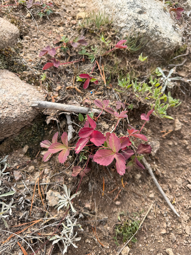 Virginia strawberry