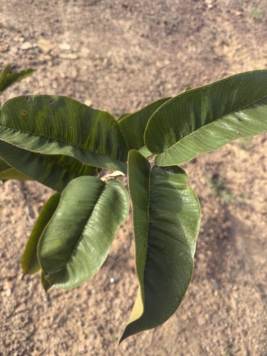 Qualea grandiflora