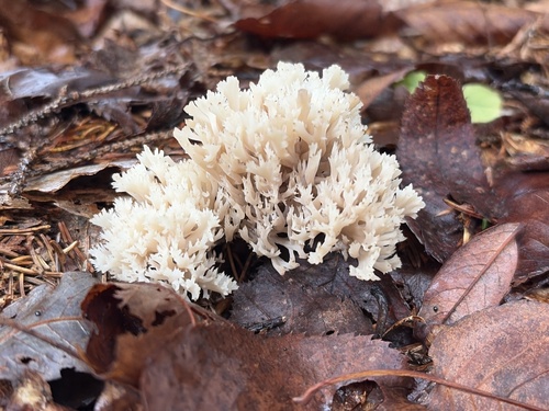 White Coral Fungus
