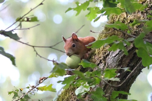 Eurasian Red Squirrel