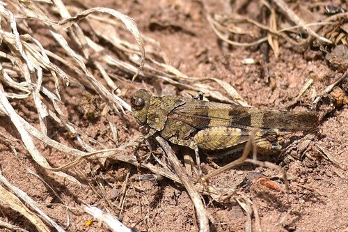 Blue-winged Grasshopper