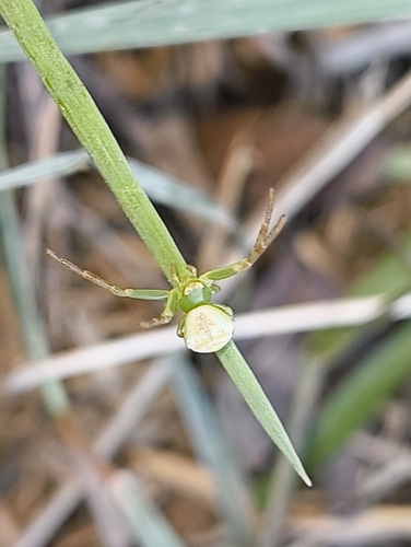 Triangle Crab Spider