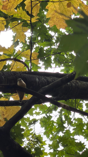 Eurasian Nuthatch