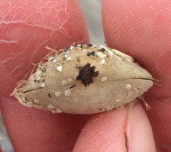 Brachiopoda