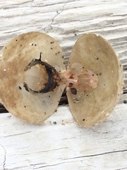 Brachiopoda