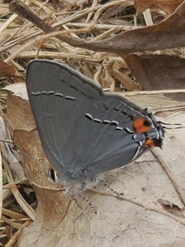 Gray Hairstreak