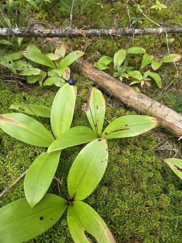 Clintonia borealis, photograph 4