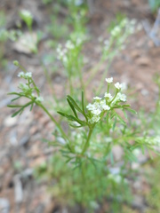 Apiastrum angustifolium