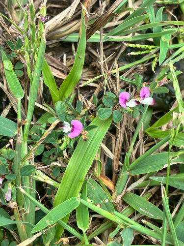 Korean bushclover