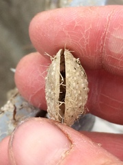Brachiopoda