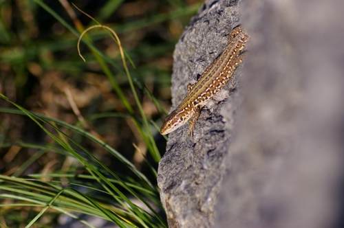 Italian Wall Lizard