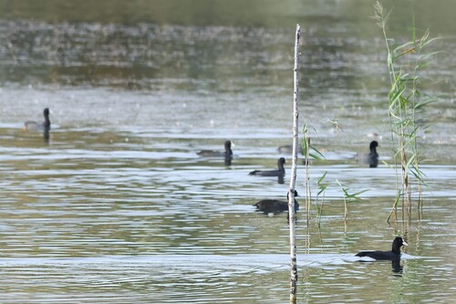 Eurasian Coot