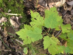 Acer spicatum, photograph author not stated, no rights reserved