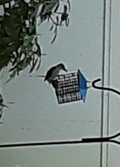 Melanerpes carolinus