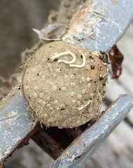 Brachiopoda