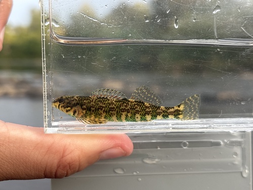 Banded Darter