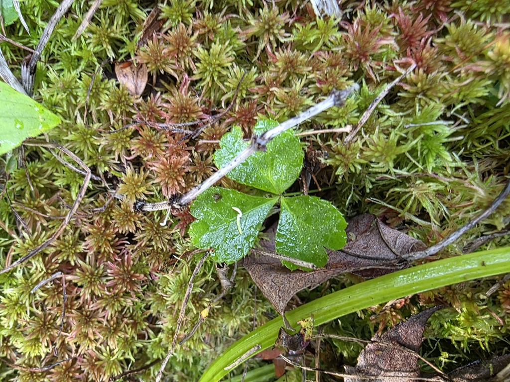 Coptis trifolia; photograph author not stated, no rights reserved
