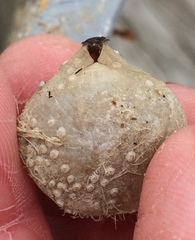 Brachiopoda