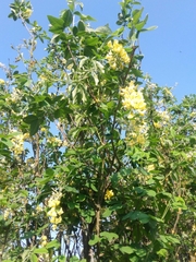 Laburnum anagyroides