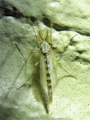 Chironomus plumosus