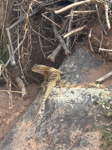 Desert Spiny Lizard