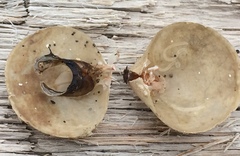 Brachiopoda