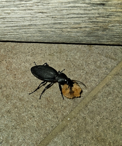 Leather Beetle
