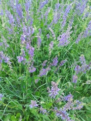 Salvia pratensis