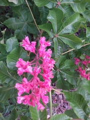 Aesculus × carnea