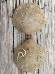 Brachiopoda