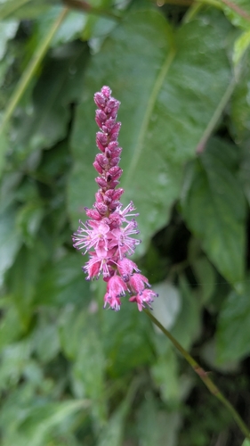 red bistort