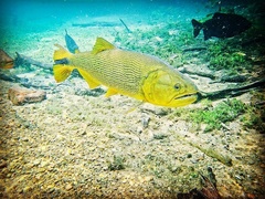 Dorado photo 2