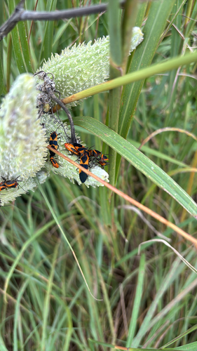 Large Milkweed Bug