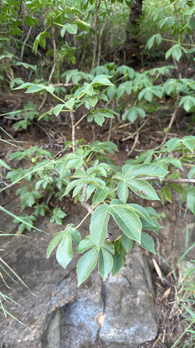 Jatropha gossypiifolia, 2026-09-21