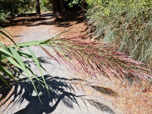 giant reed