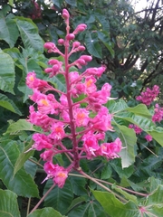 Aesculus × carnea
