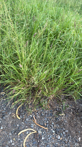 Cenchrus ciliaris, 2026-09-21