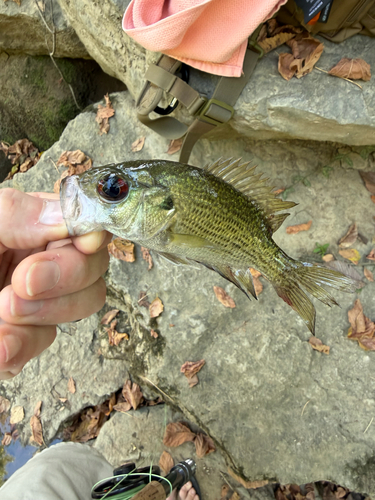 Rock Bass
