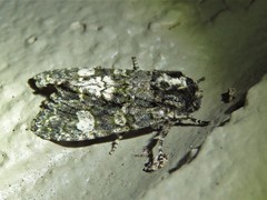 Copivaleria grotei