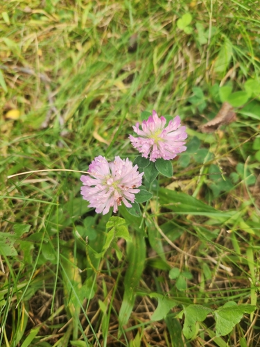 Red Clover