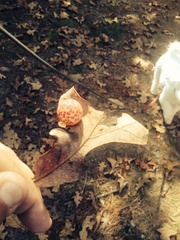 Atrusca quercuscentricola