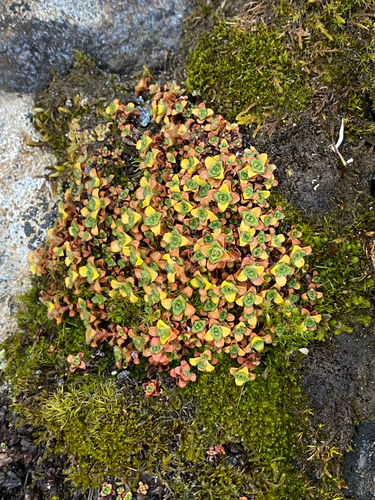 Purple Saxifrage