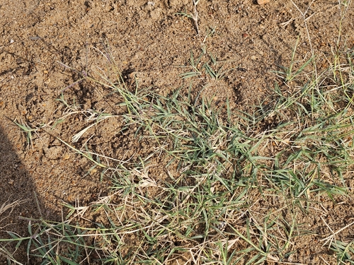 Bermuda grass
