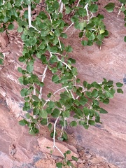 Fraxinus anomala, photograph author not stated, no rights reserved