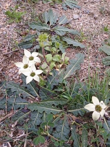 Jaborosa runcinata