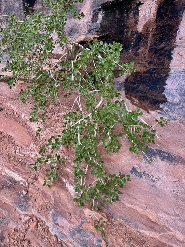 Fraxinus anomala, photograph 6