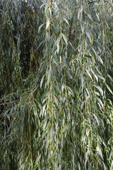 Salix babylonica, photograph (c) olmagon, some rights reserved (CC BY)