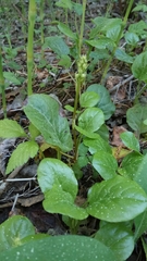 Pyrola rotundifolia