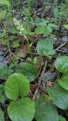 Pyrola rotundifolia